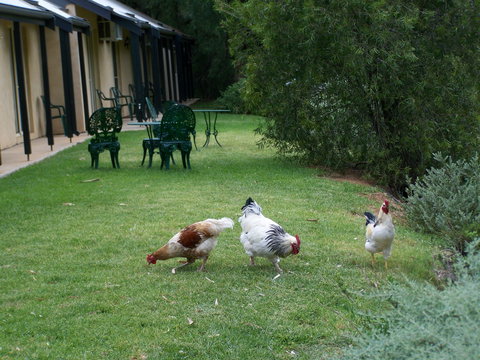 Burra Motor Inn - Accommodation Cooktown 2