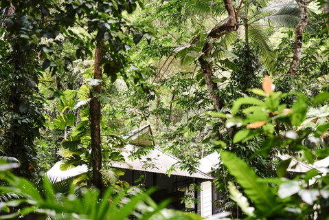 Daintree Ecolodge - Accommodation Cooktown 0