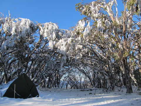 Mt Stirling Alpine Winter Camp - Accommodation Cooktown 2