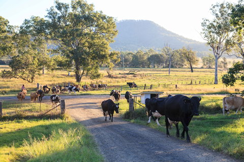 Tommerups Dairy Farmstay - Accommodation Cooktown 0