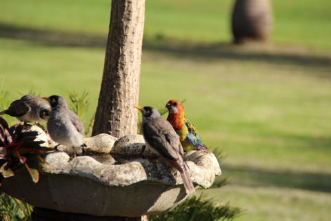 Twin Figs Country Retreat - Accommodation Cooktown 2