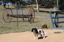 Bumblebrook Farm Motel - Accommodation Cooktown 5