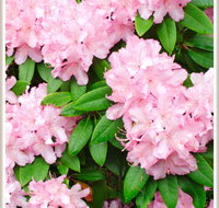 Cambridge Cottages - Accommodation Cooktown