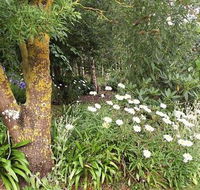 Springbank Bed and Breakfast - Accommodation Cooktown