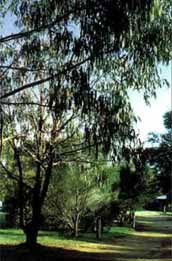 Mallacootas Shady Gully Caravan Park - Accommodation Cooktown 0