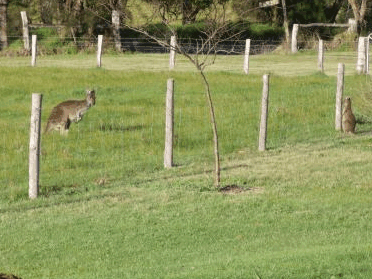 Woody Grange Chalets - Accommodation Cooktown 2