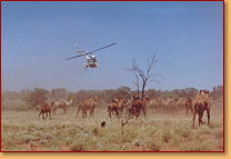 Kings Creek Station - Accommodation Cooktown 2