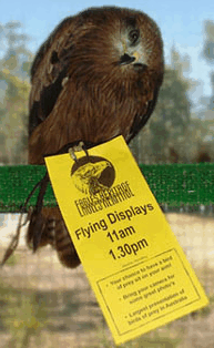 Eagles Heritage Raptor Wildlife Centre - Accommodation Cooktown 1