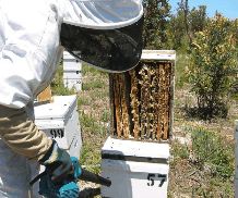 The House of Honey - Accommodation Cooktown