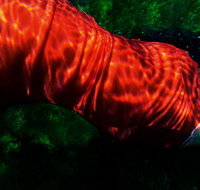 Dark Horse Experiment - Accommodation Cooktown