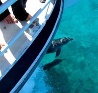 Pelican Charters - Accommodation Cooktown