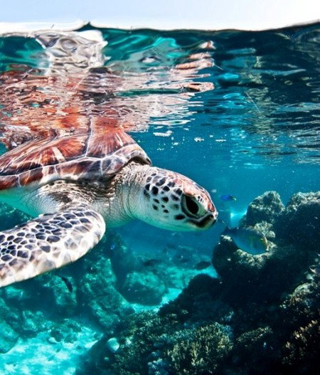 Reef HQ Great Barrier Reef Aquarium - Accommodation Cooktown 1