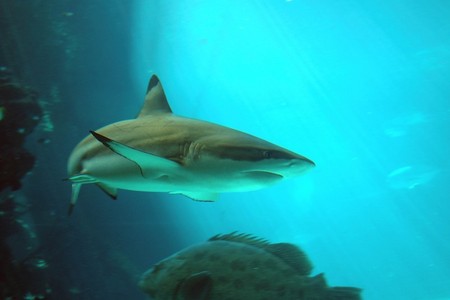 Reef HQ Great Barrier Reef Aquarium - Accommodation Cooktown 2