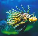 Underwater World - Accommodation Cooktown