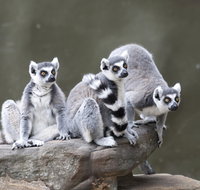 Adelaide Zoo - Accommodation Cooktown