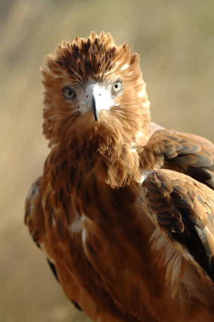 Alice Springs Desert Park - Accommodation Cooktown 0