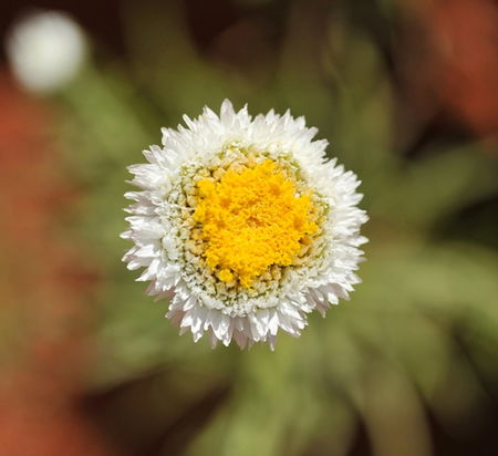 Alice Springs Desert Park - Accommodation Cooktown 1