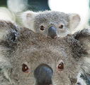 Billabong Koala and Wildlife Park - Accommodation Cooktown