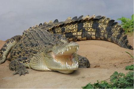 Dundee's Wildlife Park - Accommodation Cooktown 0