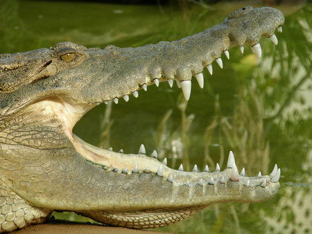 Dundee's Wildlife Park - Accommodation Cooktown 1