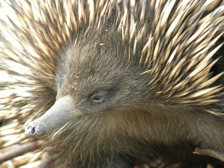 Dundee's Wildlife Park - Accommodation Cooktown 3