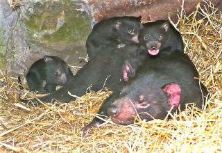  Accommodation Cooktown