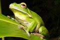 Book Port Douglas QLD Attractions Accommodation Cooktown Accommodation Cooktown