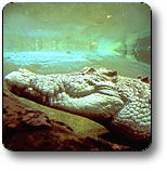 Kakadu National Park - Accommodation Cooktown 1