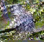 Koala Conservation Centre - Accommodation Cooktown