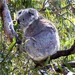 Koala Conservation Centre - Accommodation Cooktown 0