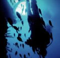 Scuba World - Accommodation Cooktown