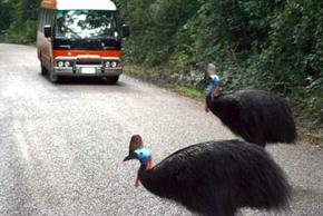 Kookaburra Tours - Accommodation Cooktown 0