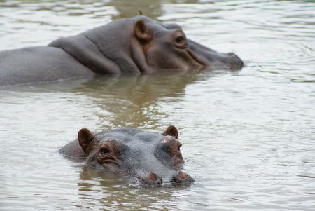 Cairns Wildlife Safari Reserve - Accommodation Cooktown 2