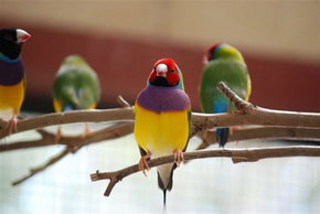 Kyabram Fauna Park - Accommodation Cooktown 1