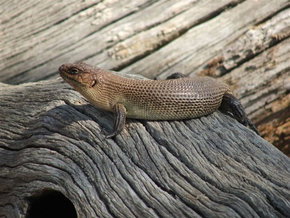 Kyabram Fauna Park - Accommodation Cooktown 2