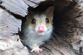 Kyabram Fauna Park - Accommodation Cooktown 3