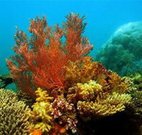 Three Islands Whale Shark Dive - Accommodation Cooktown