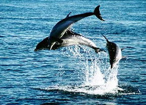 Polperro Dolphin Swims - Accommodation Cooktown 1