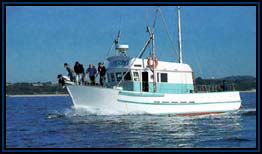 Polperro Dolphin Swims - Accommodation Cooktown 2