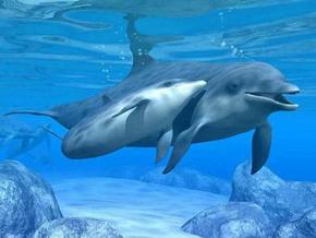Polperro Dolphin Swims - Accommodation Cooktown 3