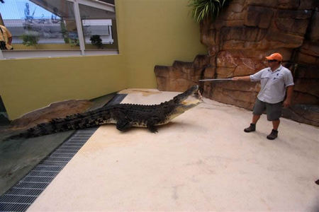 Crocosaurus Cove - Accommodation Cooktown 2