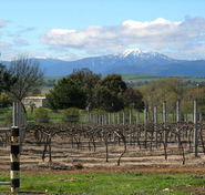 Buller View Wines