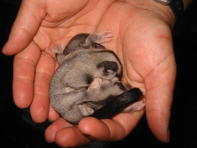 Cool Companions - Accommodation Cooktown 0