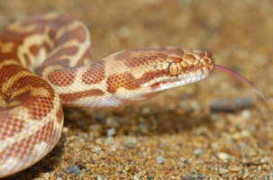 Cool Companions - Accommodation Cooktown 1