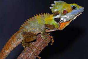 Cool Companions - Accommodation Cooktown 2