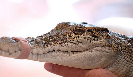 Cool Companions - Accommodation Cooktown 3