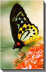 Daintree Rainforest River Trains - Accommodation Cooktown 2