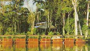 Daintree Rainforest River Trains - Accommodation Cooktown 3