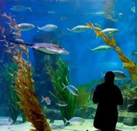 Melbourne Aquarium - Accommodation Cooktown