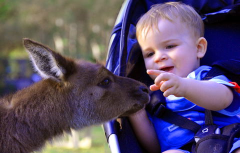 Australian Reptile Park - Accommodation Cooktown 6